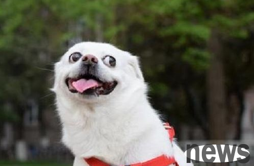6 incorrect habits of raising pets, never have them, and they will cause great harm to dogs.