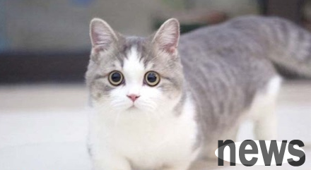Who is the internet celebrity cat and where is it
