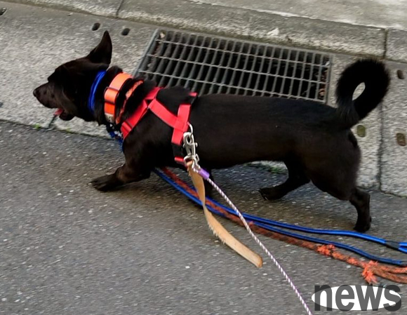 Why do dogs love to bite leash? Several of the most common reasons and solutions