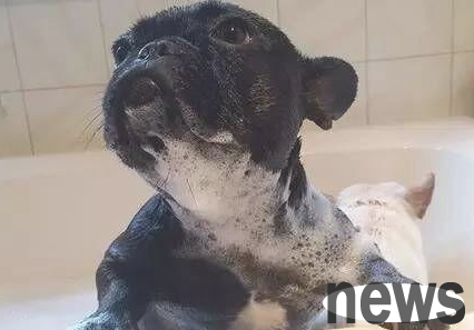 Why do dogs worry about taking a bath? Have you understood it?