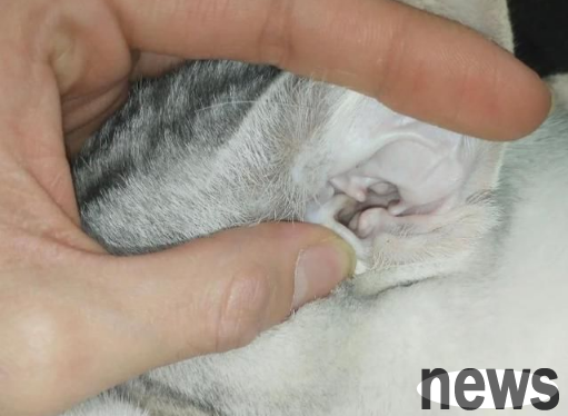 History of Fungal Infection in Cats