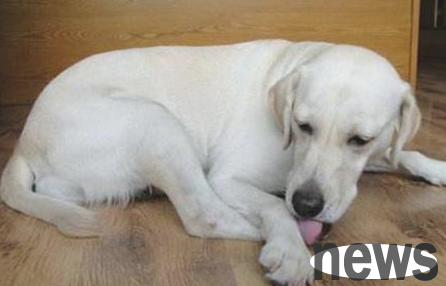 What should I do if my dog ​​is injured? Can Iodine disinfectant be used for dog feet injured?