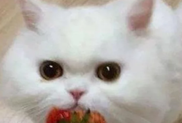 Feed the cat and ate a strawberry, but its expression became cute. Netizens said: I want to pack it and take it away