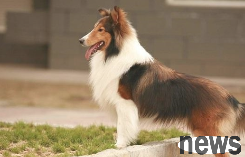 The top ten obedient dogs in the world, what do you know about obedient dogs!