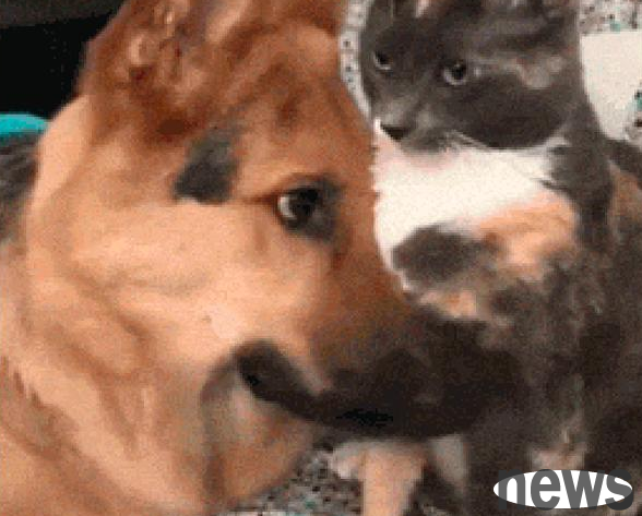 German Shepherd begged the cat to lick its hair, and the shy look on his face was too cute!