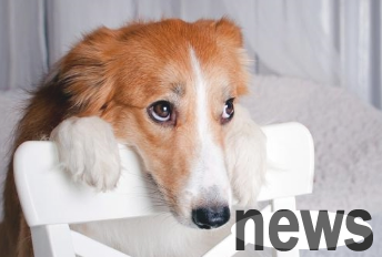 Tears collapsed! Why do dogs never resist when they are harmed by their owners? In fact, there are only 4 reasons!