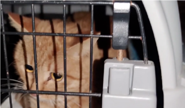 A couple quarrels and cats and dogs suffer, and the pet cats and dogs thrown from the 9th floor by their owners