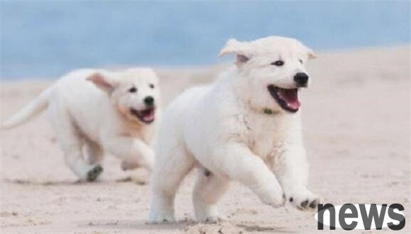 Taboos about raising dogs: The following 5 pets cannot be used, which is not good for dogs!