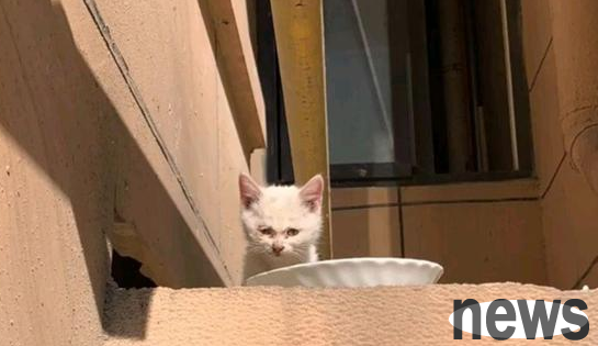 The girl rescued the kitten but didn t want to raise it. She asked the kitten to hold on by herself, but she still kept it after a week!