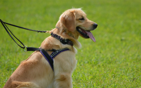 Keep pets, these four types of dogs should not be missed, each of which is friendly and obedient.