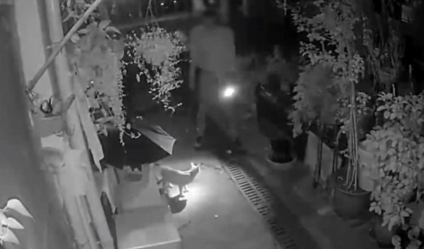 A man in Jiangsu maliciously beat the female cat several times late at night and killed him. The owner burst into tears: It has just given birth