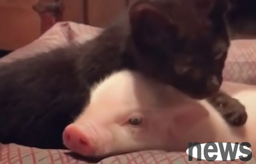 If you are adopted by a cat, it will snore! Don t want to be a pig, just be a cat star