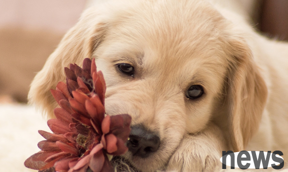 Dog hair is a luxury villa with ticks? How to avoid tick bites?