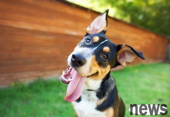 Dog training methods that you can learn, come and have a look