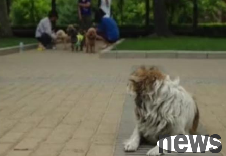 Chu Yin: Stray cats and dogs are invasive animals, so they should be hunted and killed directly