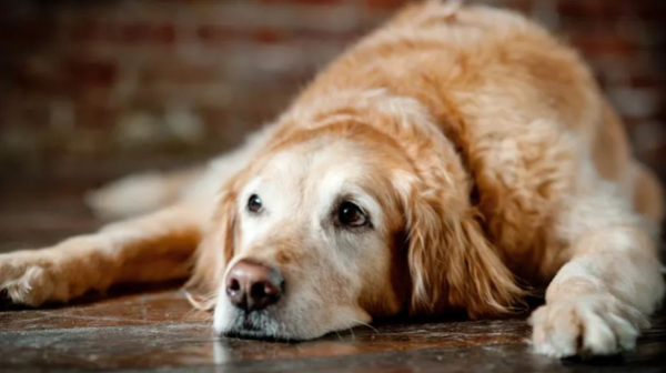 Dogs also have 