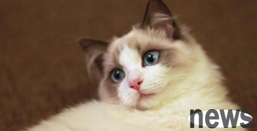 Don t be careless. Raising a ragdoll like this seems to be a pleasure, but in fact it is to let it bear it.
