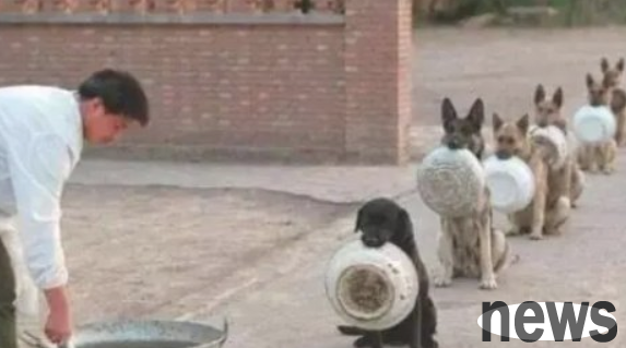 How to train dogs to eat slowly?