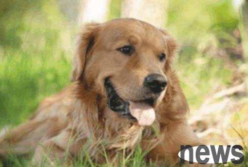 The warm man picked up the golden retriever and threw the little cat away. The owner: He is happy and helpless!
