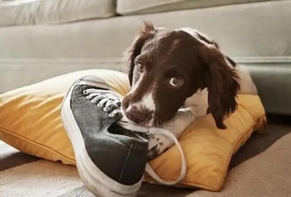 5 ways to prevent pet dogs from biting their shoes, pet owners can learn it!