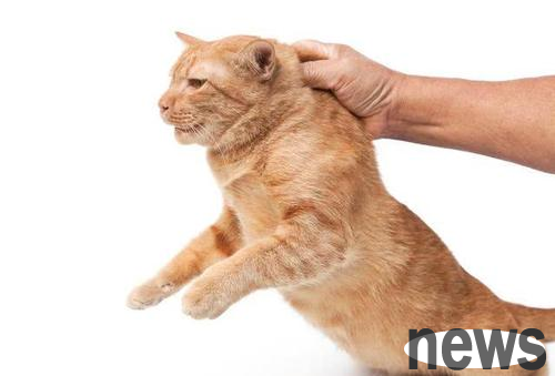 Why does the neck flesh strangled by fate immediately become obedient when it comes to cats?