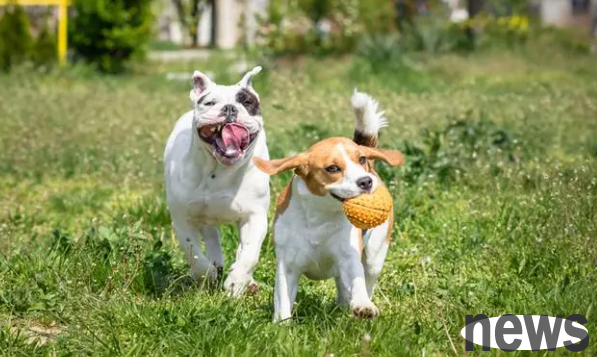 These small dogs are quick to bark, and it is not suitable for those with children!