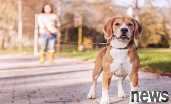 5 incorrect ways to walk your dog, don’t do it, as it will be harmful to your dog!