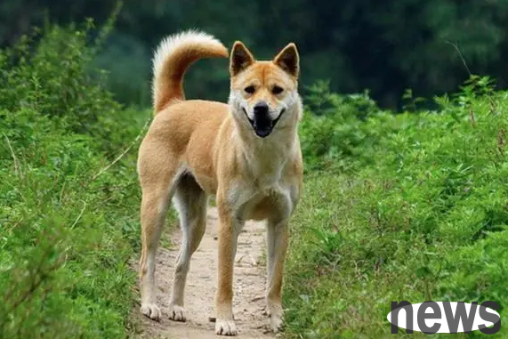 What are the advantages of local dogs compared to pet dogs?