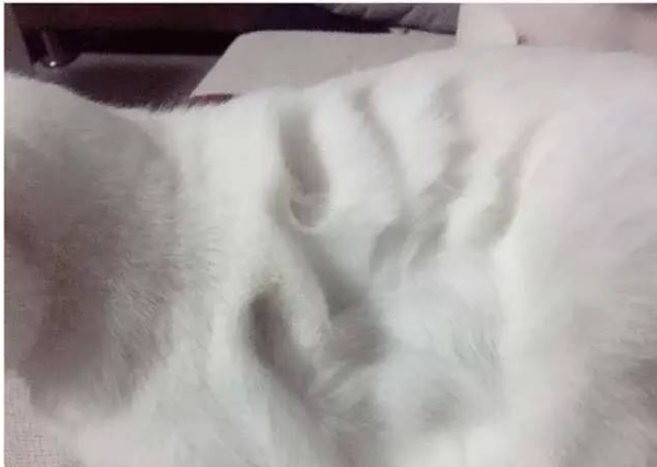 The shoveler pressed his hand on the cat and let it go and saw that the palm prints were clear. The netizens  comments were illuminated.
