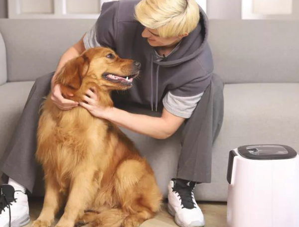After the Lantern Festival, can you give your dog a sweet glutinous rice dumpling?