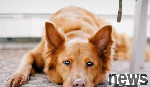 How can dogs stay at home and make them less boring?