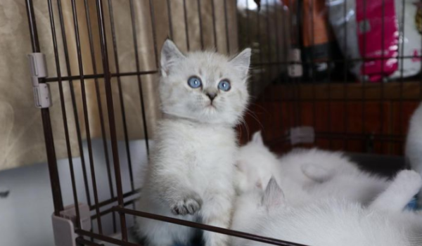 Is it a pet cat online to die of illness after 3 days?