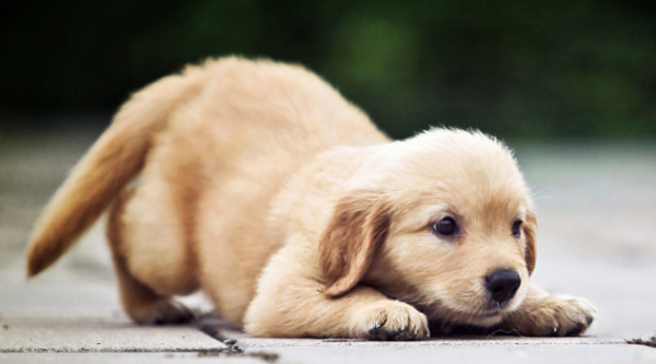 Why does the dog grow old so fast? All this is blamed!
