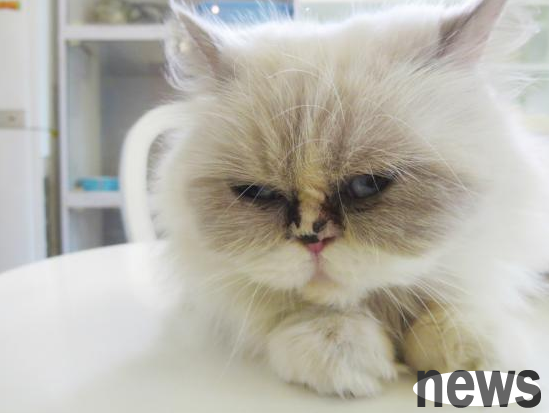 How to provoke cats | The way to get apart two good friends is to just need a squirrel! Tears flew away with laughter!