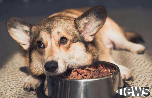 Why do dogs lose appetite? Are they hungry?