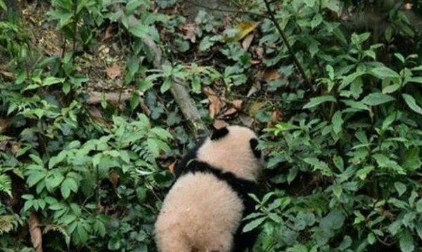 The panda baby refused to go home and played hide-and-seek with his dad. The magical ending made netizens laugh and scream.