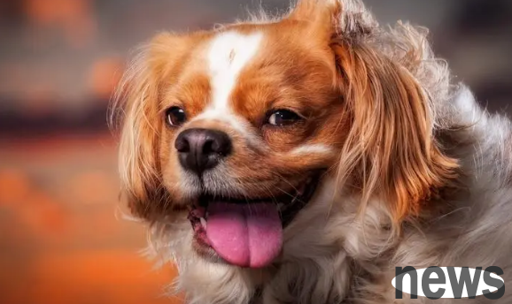 Dogs have poor stomach and intestines, so why not give them these types of items!