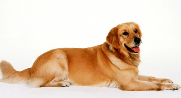 Dogs have a fishy oral smell, and dogs have bad breath for 5 months?