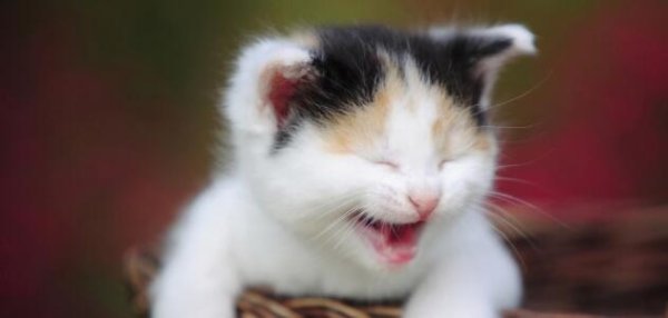 The kitten is worried every day, and it turns out that the owner does this kind of thing to it, which is simply shocking.