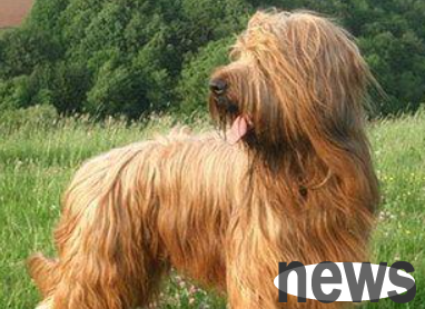 Pet raising tips: Brad Hound Eye Care Methods