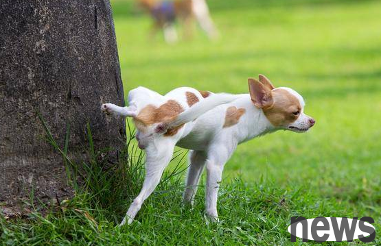 What s wrong with dogs urinating frequently? There are many reasons