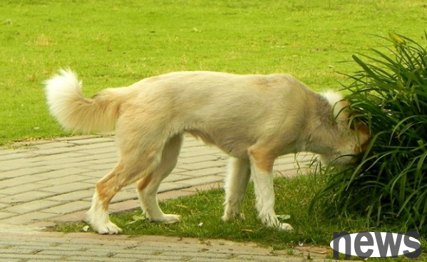 What causes skin diseases that dogs are prone to in summer? Look here