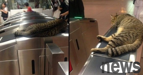 Singapore Metro Cat Stationmaster Domineering Sleeping Ticket Cover
