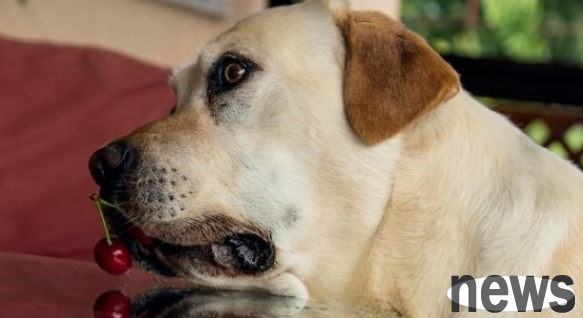 Will it be a problem for a dog to eat a cherry? You must understand this question.