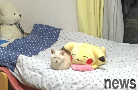 Japanese cat looks like Pikachu pillow, sleeping posture, expression and spirit synchronize
