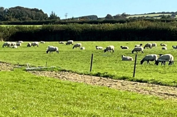 Not tightened 😂200 sheep invaded the stadium and left feces everywhere, and the British goal match was forced to postpone