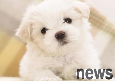 Why do dogs have ear mites? Have you understood it?