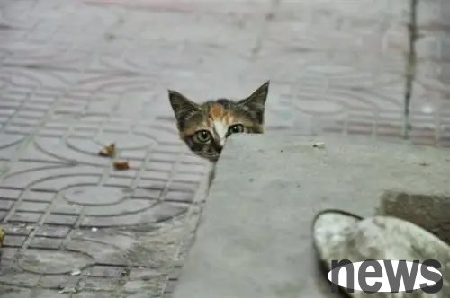 The stray cat hid at the door and peeked at the pet cat. When I saw its eyes clearly, I cried!