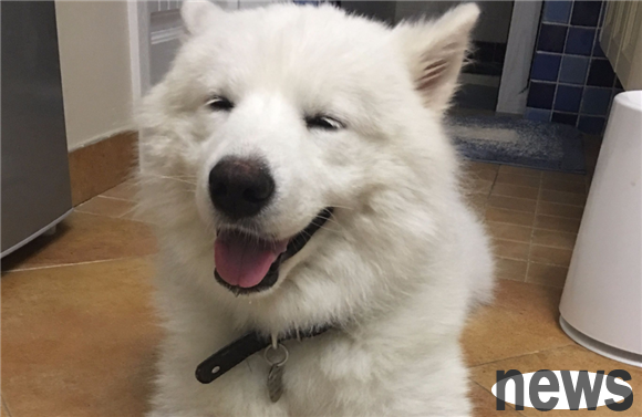 Do dogs get lost one by one when changing teeth? Depend on these details