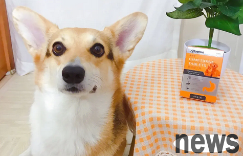 Dog Knowledge: What happens when a puppy vomits yellow water?